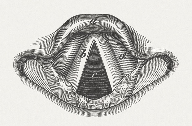 Illustration of vocal chord