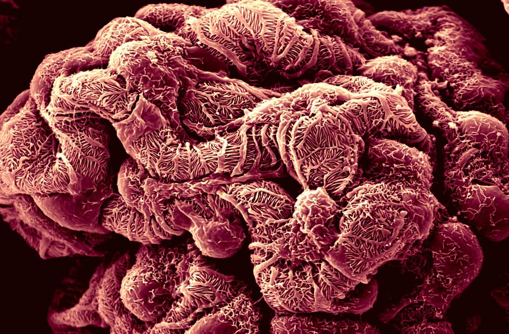 Health glomerulus close up