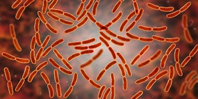 Lactobaccili species microbes