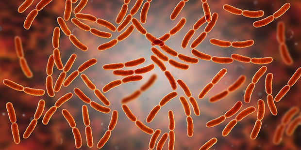Lactobaccili species microbes