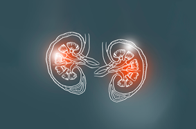 animated kidneys