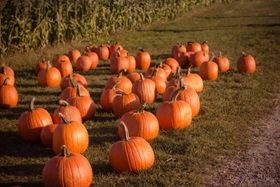 pumpkins outside