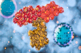 Antibody response to COVID-19