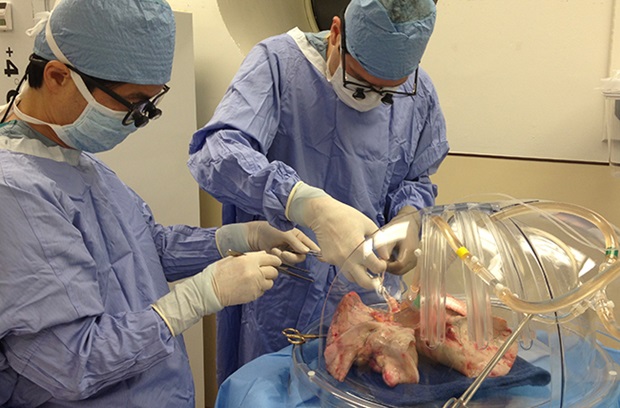 lung in a ventilator during ex vivo perfusion