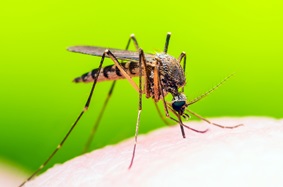 Yellow Fever, Malaria or Zika Virus Infected Mosquito Insect Macro on Green Background
