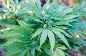 marijuana plant