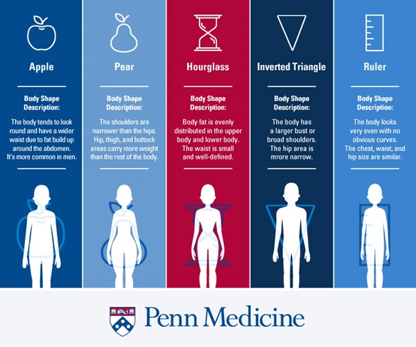 Different Body Shapes Infographic