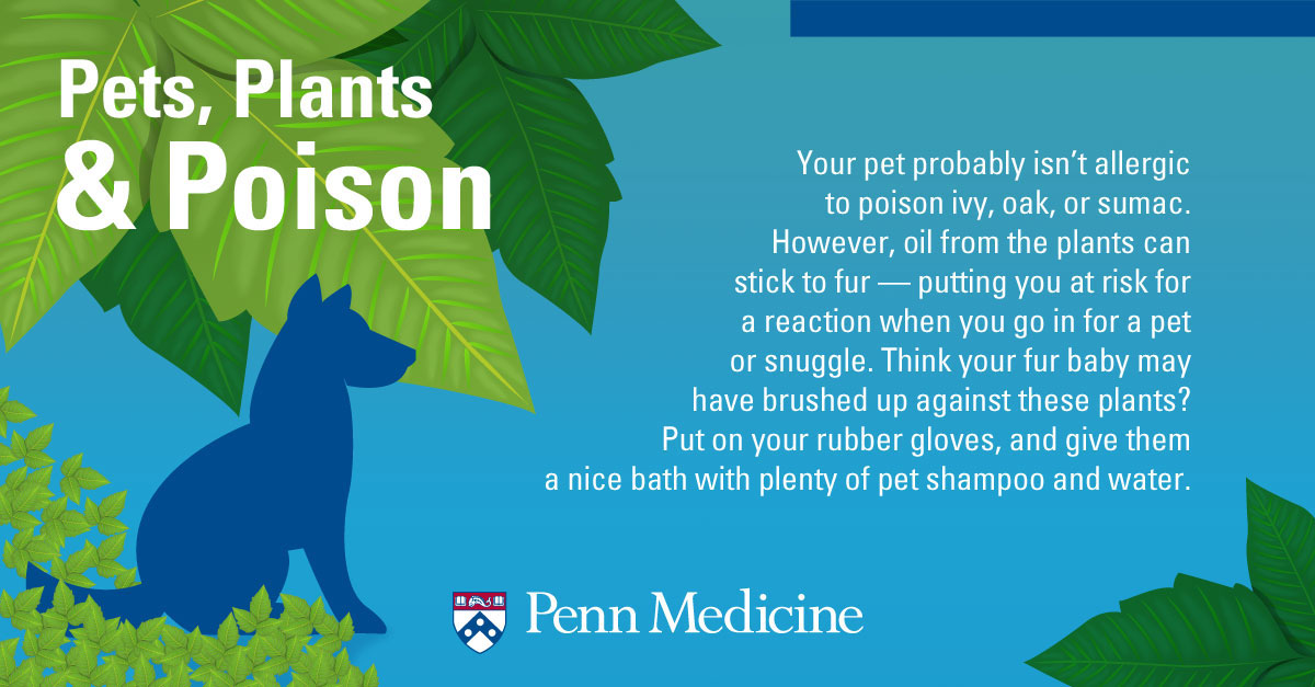 infographic_explaining_how_pets_are_not_allergic_to_poison_ivy_sumac_or_oak_but_oil_sticks_to_fur_and_put_you_at_risk