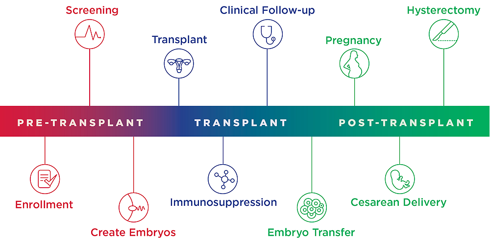 Info graphic showing the process of a uterine transplant clinical trial