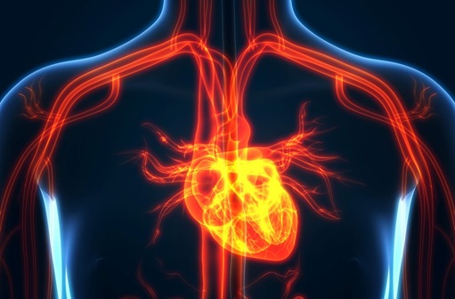 animated heart in a chest