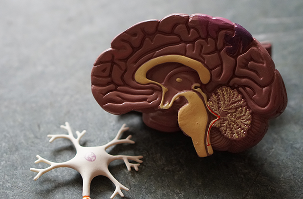 model of a brain