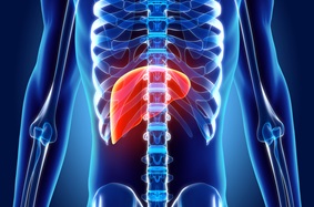 illustration of a liver