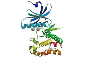 Graphic of molecular WEE1
