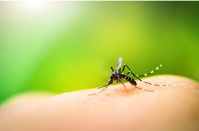 mosquito on skin