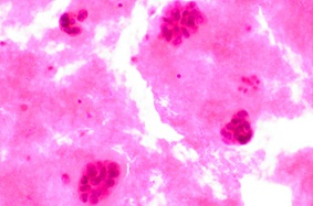 close up of cells