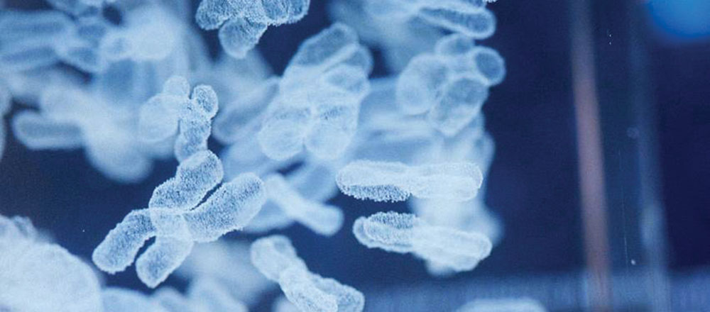 Chromosomes 